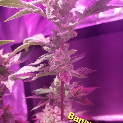 Banana OG and Tri-Fi Cookies growlog timeline photo