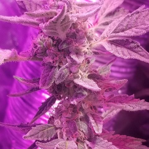 Banana OG and Tri-Fi Cookies growlog timeline photo
