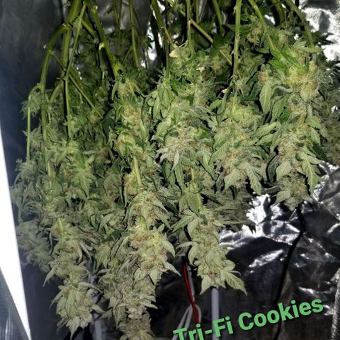 Banana OG and Tri-Fi Cookies growlog timeline photo