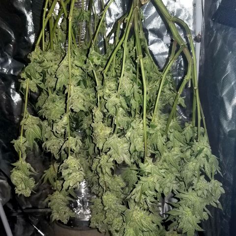 Banana OG and Tri-Fi Cookies growlog timeline photo