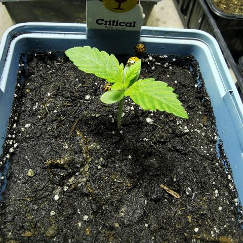 Critical growlog timeline photo