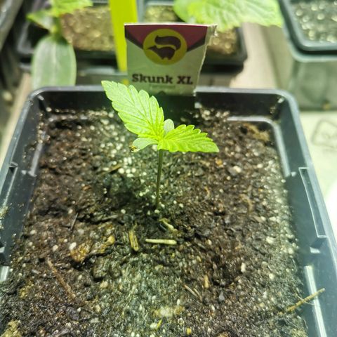 Skunk XL growlog timeline photo