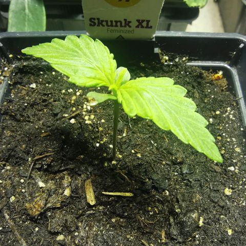 Skunk XL growlog photo: Largeur 6,5cm