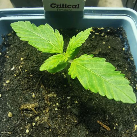 Critical growlog photo: Largeur 7cm