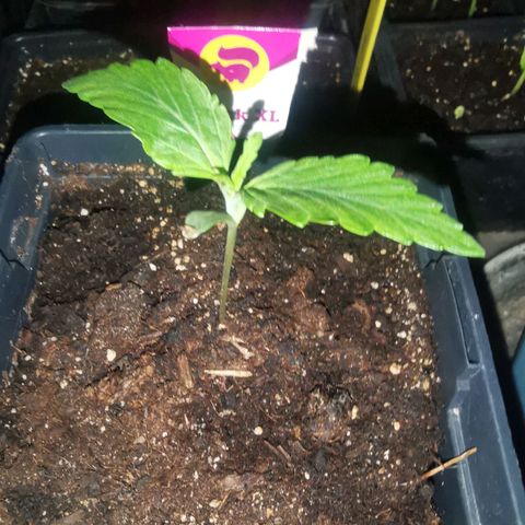 Skunk XL growlog timeline photo