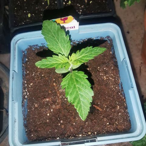 Critical growlog timeline photo