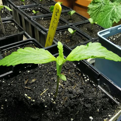 Skunk XL growlog timeline photo