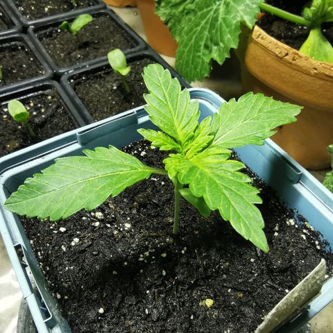 Critical growlog timeline photo