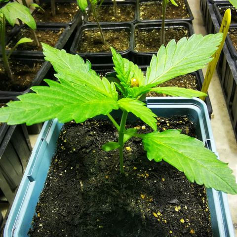 Critical growlog timeline photo