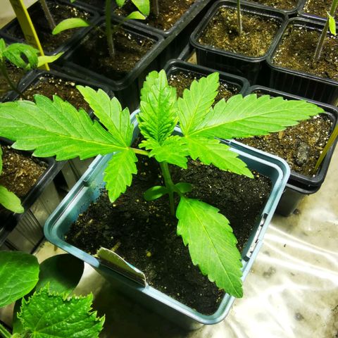 Critical growlog timeline photo