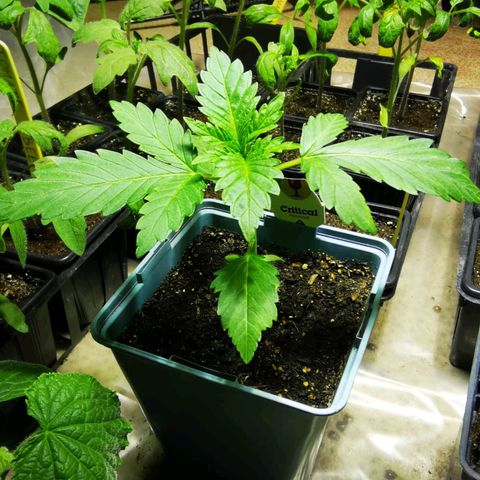 Critical growlog timeline photo
