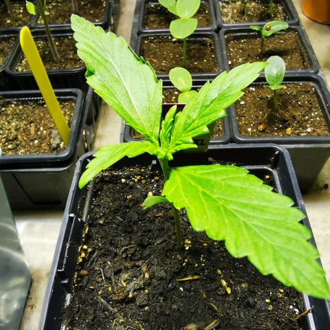Skunk XL growlog timeline photo