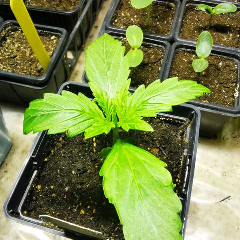Skunk XL growlog timeline photo