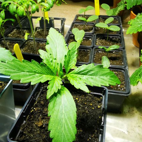 Skunk XL growlog timeline photo