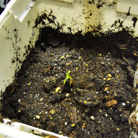 Special Queen #1 growlog timeline photo