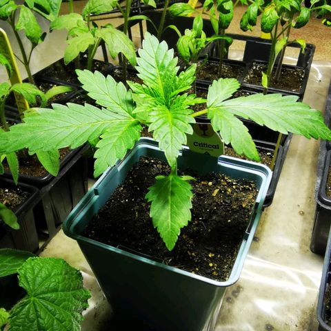 Critical growlog timeline photo