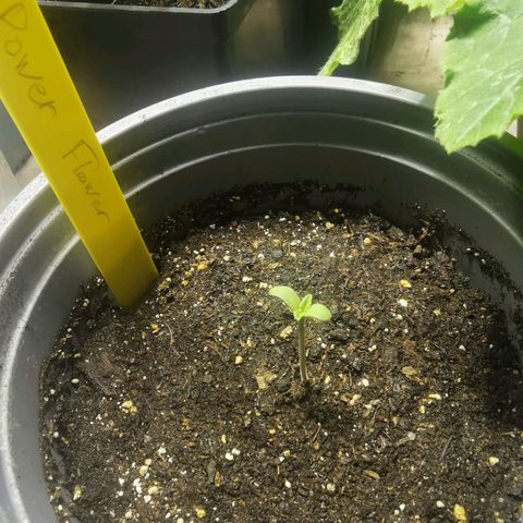Power Flower growlog timeline photo