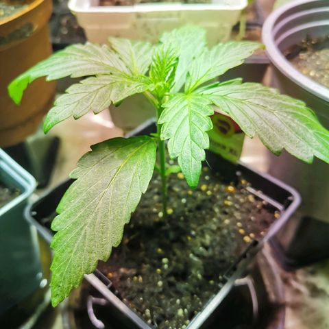 Skunk XL growlog timeline photo