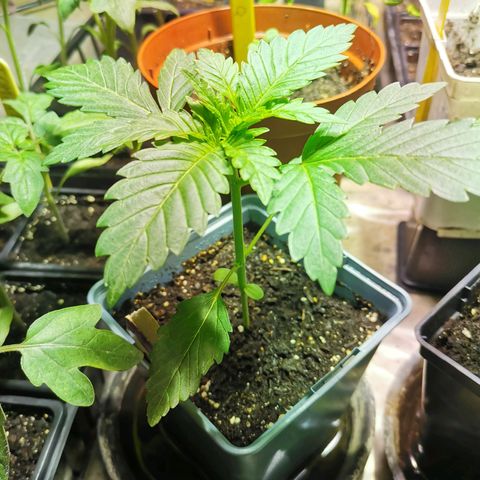 Critical growlog timeline photo