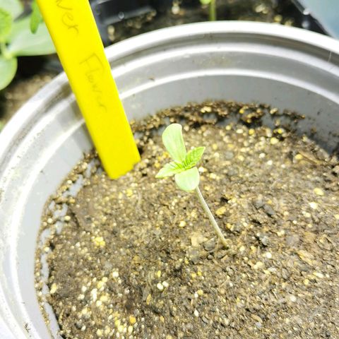 Power Flower growlog timeline photo