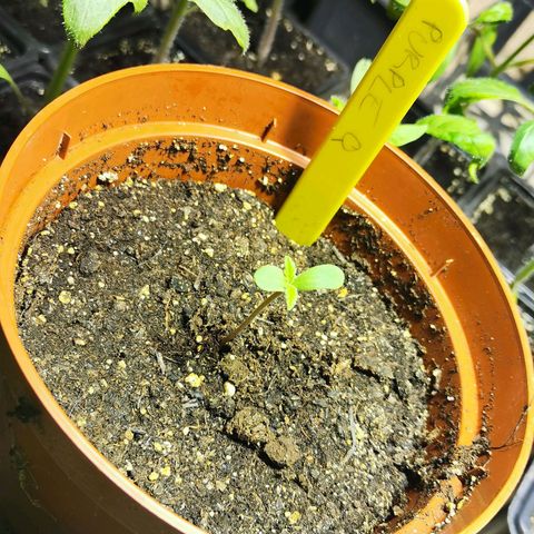 Purple Queen growlog timeline photo