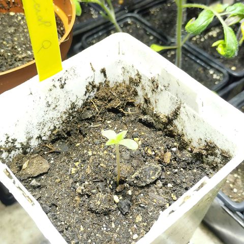 Special Queen #1 growlog timeline photo