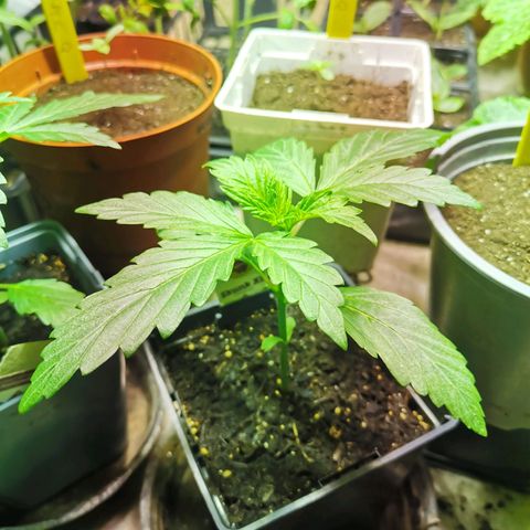 Skunk XL growlog timeline photo