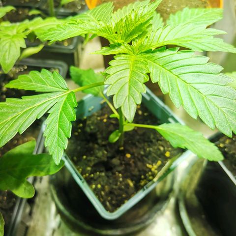 Critical growlog timeline photo