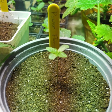 Power Flower growlog timeline photo