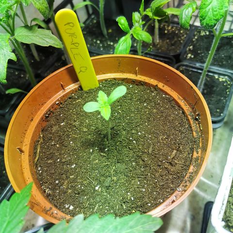 Purple Queen growlog timeline photo