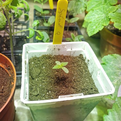 Special Queen #1 growlog timeline photo