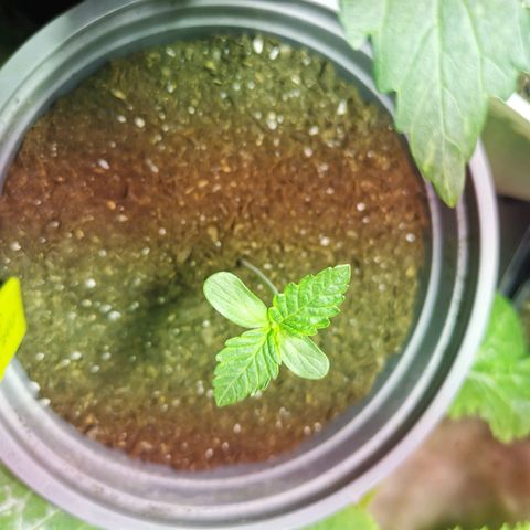 Power Flower growlog timeline photo