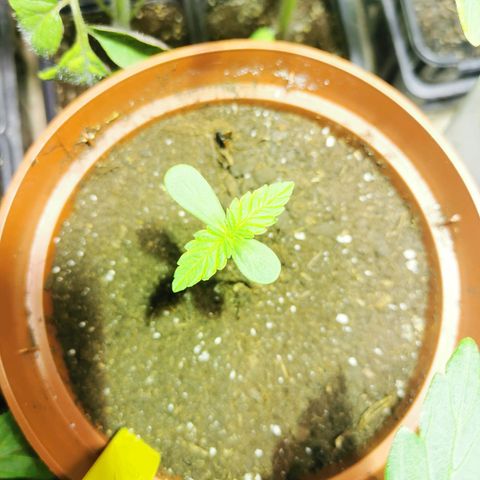 Purple Queen growlog timeline photo