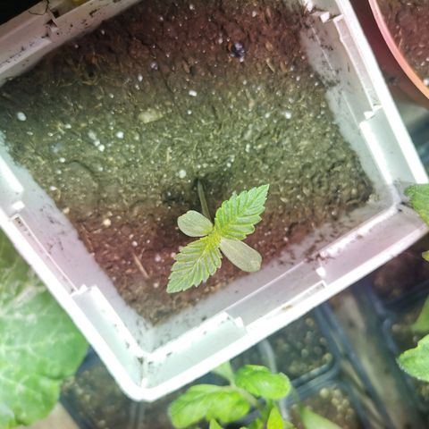Special Queen #1 growlog timeline photo