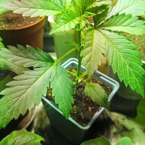 Critical growlog timeline photo