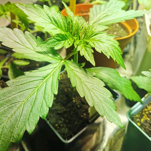 Skunk XL growlog timeline photo