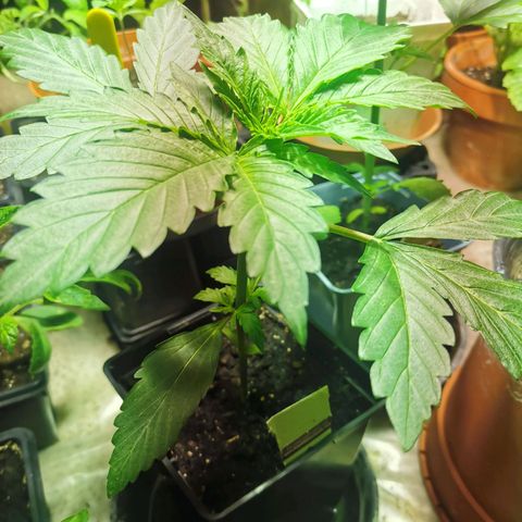 Skunk XL growlog timeline photo