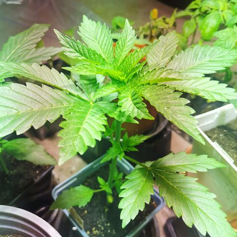 Critical growlog timeline photo