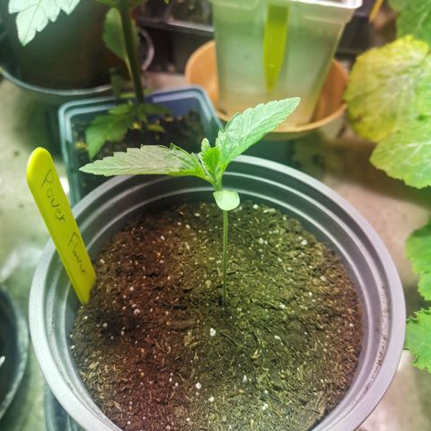 Power Flower growlog timeline photo