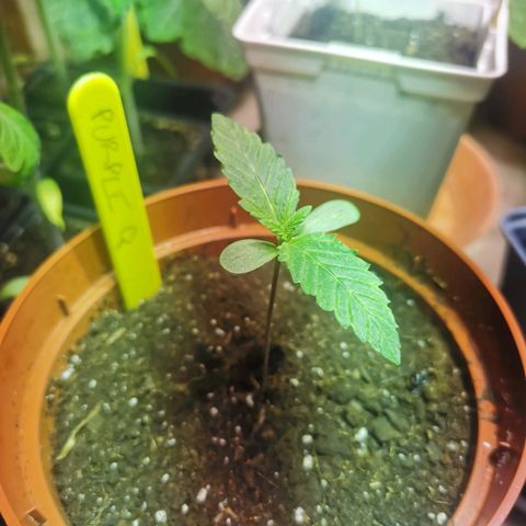 Purple Queen growlog timeline photo