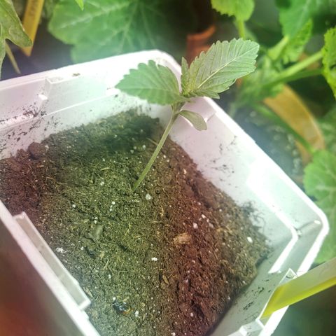 Special Queen #1 growlog timeline photo