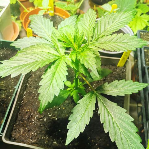 Skunk XL growlog timeline photo
