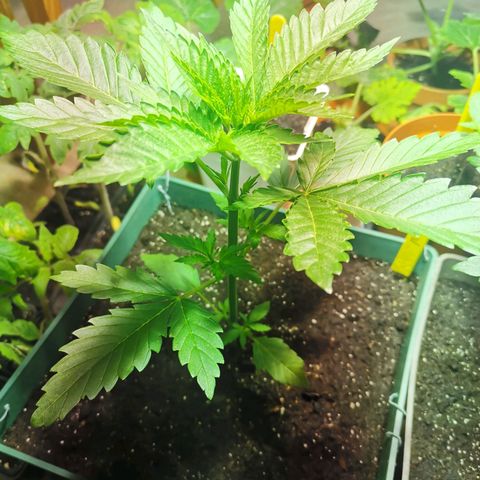 Critical growlog timeline photo