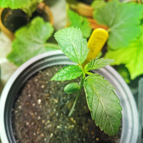 Power Flower growlog timeline photo