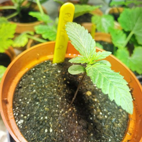 Purple Queen growlog timeline photo