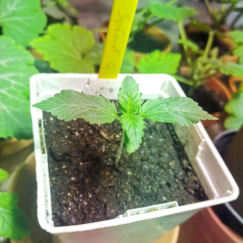 Special Queen #1 growlog timeline photo