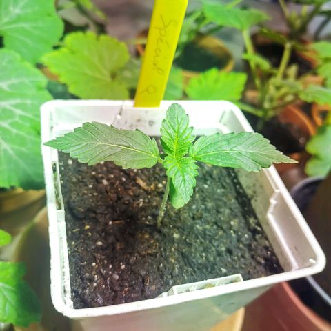 Special Queen #1 growlog timeline photo