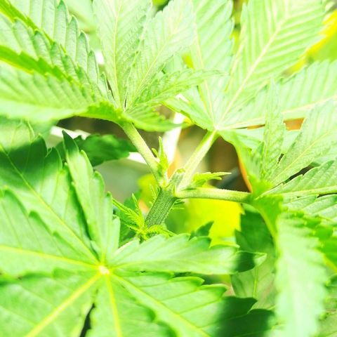 Critical growlog timeline photo