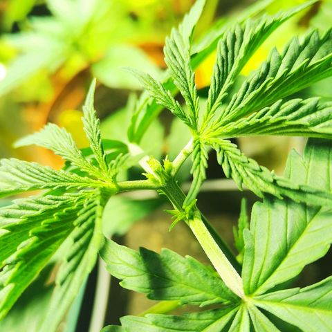 Skunk XL growlog timeline photo