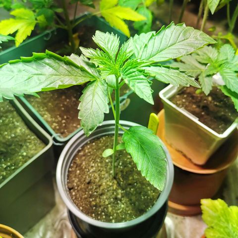 Power Flower growlog timeline photo